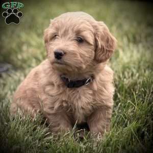 Ripley, Mini Goldendoodle Puppy